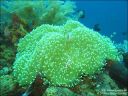 Dateiname=bali-uw119.jpg
Dateigröße=81KB
Abmessungen: 640x480
hinzugefügt am: 27. April 2011 bali-uw119.jpg