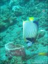 Dateiname=bali-uw001.jpg
Dateigröße=82KB
Abmessungen: 480x640
hinzugefügt am: 27. April 2011 bali-uw001.jpg