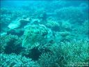 Dateiname=bali-uw006.jpg
Dateigröße=83KB
Abmessungen: 640x480
hinzugefügt am: 27. April 2011 bali-uw006.jpg