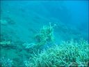 Dateiname=bali-uw007.jpg
Dateigröße=58KB
Abmessungen: 640x480
hinzugefügt am: 27. April 2011 bali-uw007.jpg