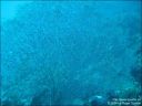 Dateiname=bali-uw024.jpg
Dateigröße=63KB
Abmessungen: 640x480
hinzugefügt am: 27. April 2011 bali-uw024.jpg