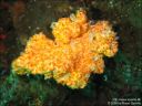 Dateiname=bali-uw028.jpg
Dateigröße=55KB
Abmessungen: 640x480
hinzugefügt am: 27. April 2011 bali-uw028.jpg