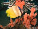 bali-uw036.jpg