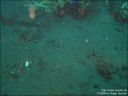 bali-uw046.jpg