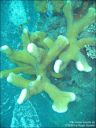 Dateiname=bali-uw057.jpg
Dateigröße=92KB
Abmessungen: 480x640
hinzugefügt am: 27. April 2011 bali-uw057.jpg