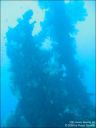 Dateiname=bali-uw087.jpg
Dateigröße=33KB
Abmessungen: 480x640
hinzugefügt am: 27. April 2011 bali-uw087.jpg
