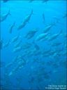 Dateiname=bali-uw094.jpg
Dateigröße=36KB
Abmessungen: 480x640
hinzugefügt am: 27. April 2011 bali-uw094.jpg