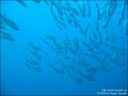Dateiname=bali-uw095.jpg
Dateigröße=34KB
Abmessungen: 640x480
hinzugefügt am: 27. April 2011 bali-uw095.jpg
