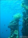 Dateiname=bali-uw096.jpg
Dateigröße=46KB
Abmessungen: 480x640
hinzugefügt am: 27. April 2011 bali-uw096.jpg