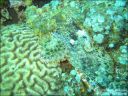Dateiname=bali-uw098.jpg
Dateigröße=88KB
Abmessungen: 640x480
hinzugefügt am: 27. April 2011 bali-uw098.jpg