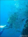 Dateiname=bali-uw104.jpg
Dateigröße=57KB
Abmessungen: 480x640
hinzugefügt am: 27. April 2011 bali-uw104.jpg