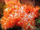 Dateiname=bali-uw107.jpg
Dateigröße=82KB
Abmessungen: 640x480
hinzugefügt am: 27. April 2011 bali-uw107.jpg