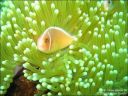 Dateiname=bali-uw121.jpg
Dateigröße=63KB
Abmessungen: 640x480
hinzugefügt am: 27. April 2011 bali-uw121.jpg