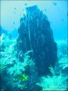 bali-uw129.jpg