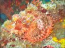 Dateiname=bali-uw159.jpg
Dateigröße=92KB
Abmessungen: 640x480
hinzugefügt am: 27. April 2011 bali-uw159.jpg
