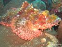 Dateiname=bali-uw162.jpg
Dateigröße=78KB
Abmessungen: 640x480
hinzugefügt am: 27. April 2011 bali-uw162.jpg