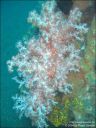 Dateiname=bali-uw164.jpg
Dateigröße=70KB
Abmessungen: 480x640
hinzugefügt am: 27. April 2011 bali-uw164.jpg