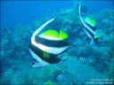 Dateiname=bali-uw191.jpg
Dateigröße=54KB
Abmessungen: 640x480
hinzugefügt am: 27. April 2011 bali-uw191.jpg