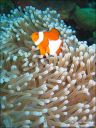 Dateiname=bali-uw196.jpg
Dateigröße=71KB
Abmessungen: 480x640
hinzugefügt am: 27. April 2011 bali-uw196.jpg