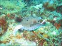 Dateiname=bali-uw199.jpg
Dateigröße=100KB
Abmessungen: 640x480
hinzugefügt am: 27. April 2011 bali-uw199.jpg