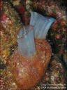 tuerkei-2003_uw_05.jpg